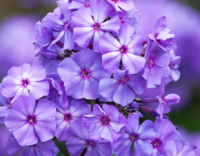 Phlox paniculata ‘Blue Paradise’