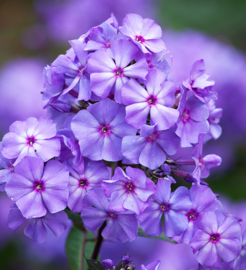 Phlox paniculata ‘Blue Paradise’ - Vlambloem