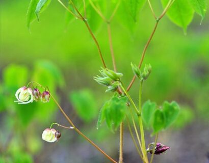 Epimedium grandiflorum ‘Purple Pixie’