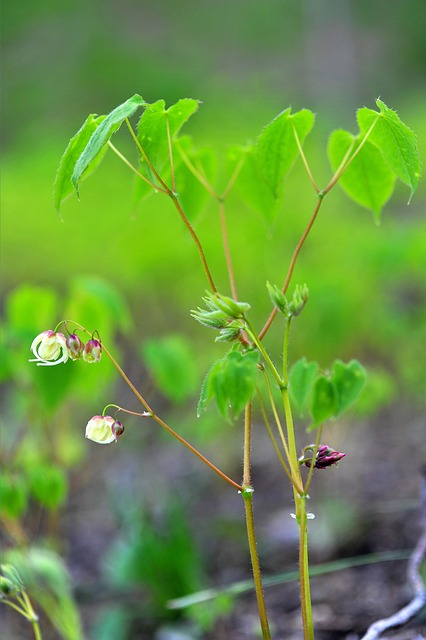 Epimedium grandiflorum ‘Purple Pixie’ - Elfenbloem