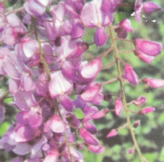 Wisteria sinensis ‘Amethyst - Blauwe regen