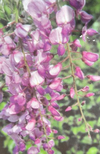 Wisteria sinensis ‘Amethyst - Blauwe regen