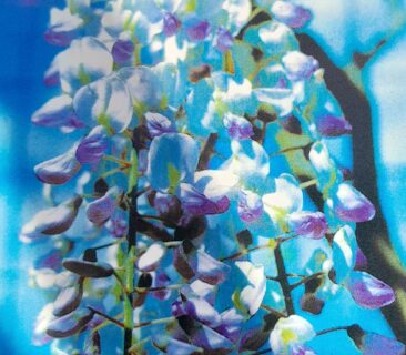 Wisteria sinensis ‘Issai’ - Blauwe regen