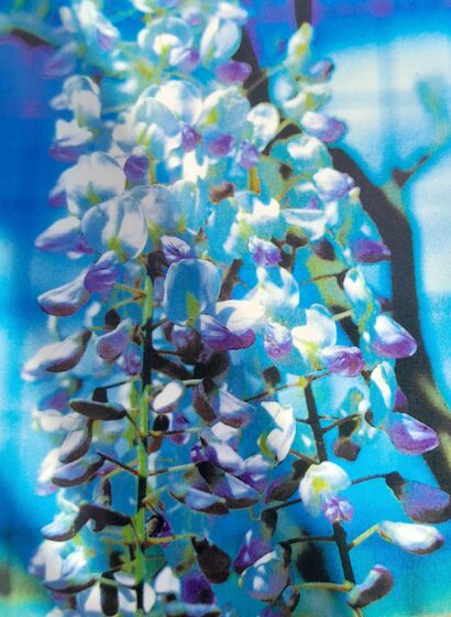 Wisteria sinensis ‘Issai’ - Blauwe regen