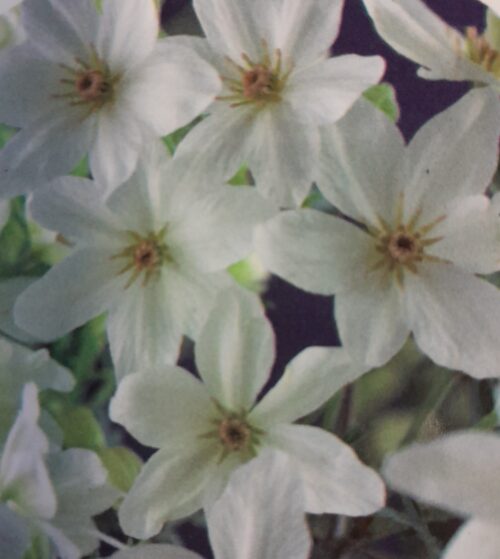 Clematis ‘Joe’ - Bosrank