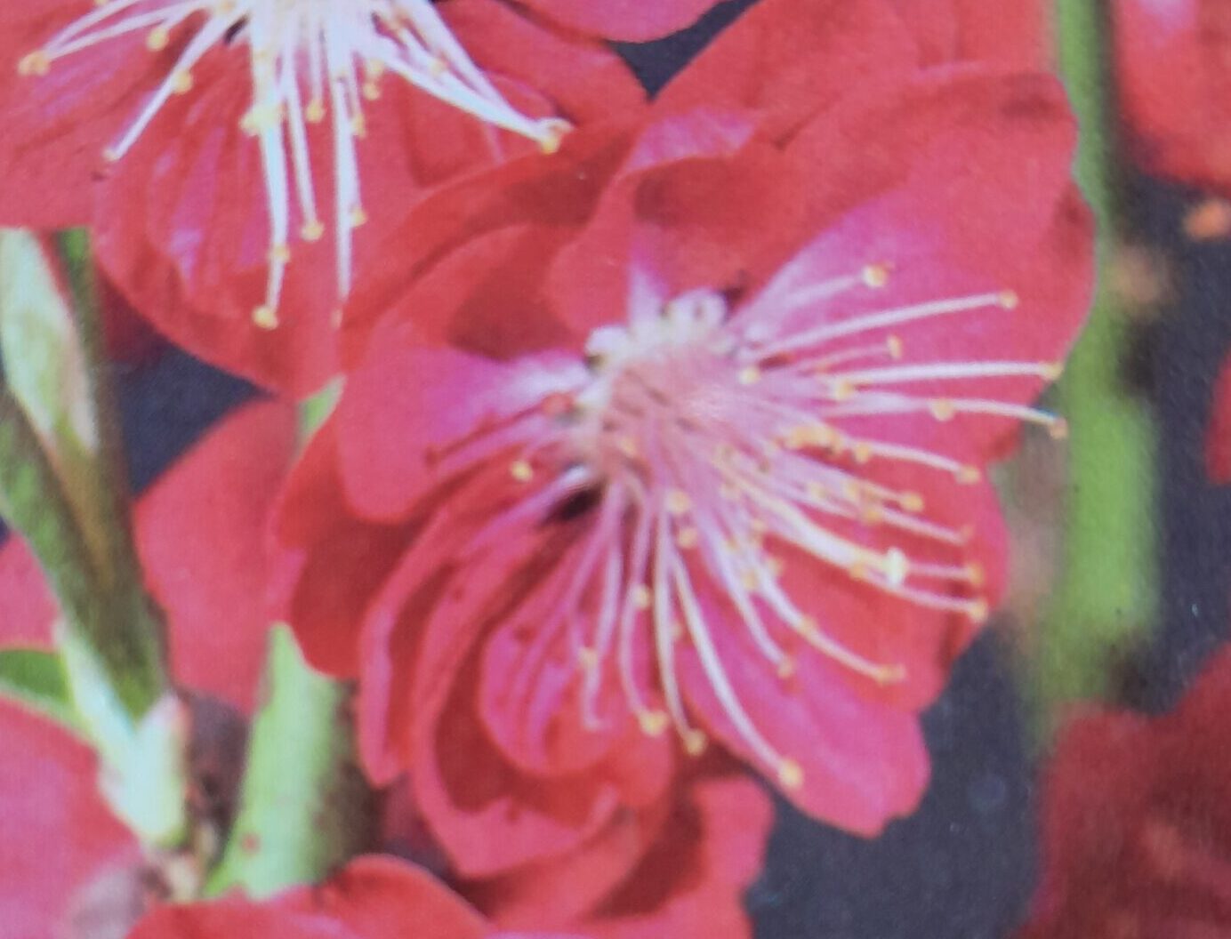 Prunus Persica ‘Melred’ - Perzikboom