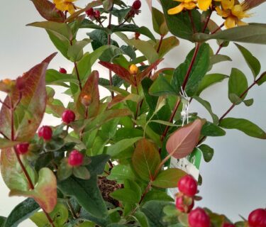 Hypericum ‘Magical Red Flame’ - Hertshooi