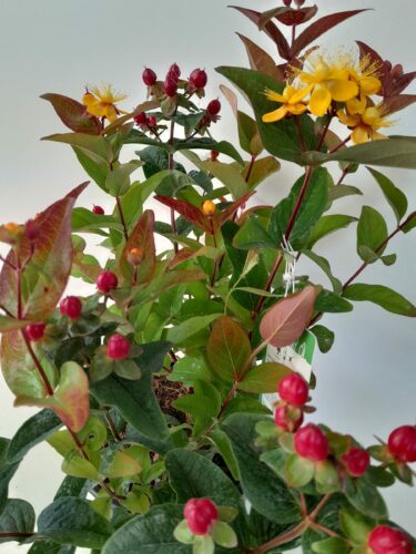 Hypericum ‘Magical Red Flame’ - Hertshooi