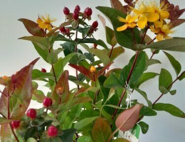 Hypericum ‘Magical Red Flame’ - Hertshooi