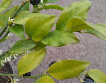 Sarcococca confusa - vleesbes, zoete buxus