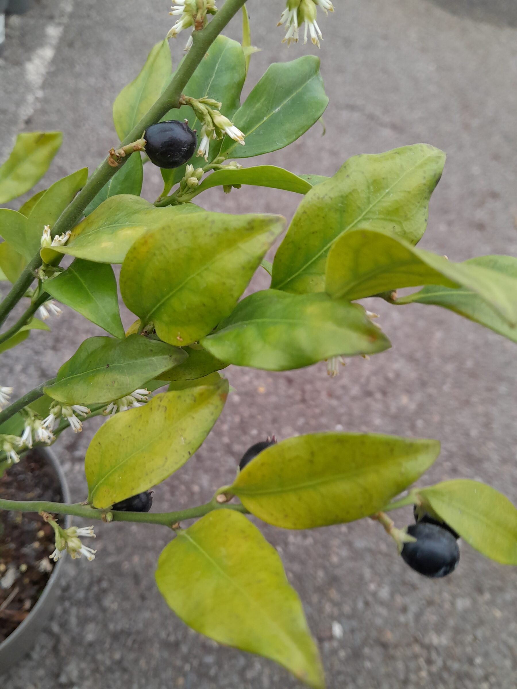 Sarcococca confusa - vleesbes, zoete buxus