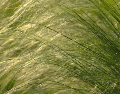 Stipa ‘Gigantea’ - Straalhaver