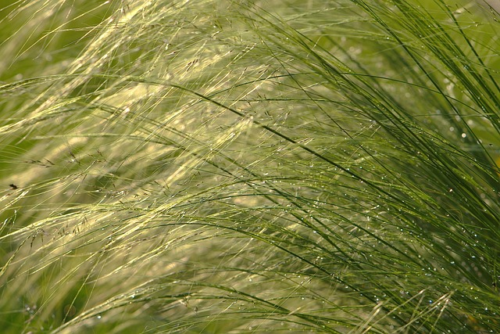 Stipa ‘Gigantea’ - Straalhaver