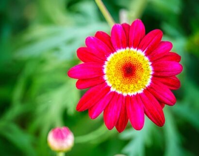 Tanacetum ‘Robinson’s Red’ - Wormkruid - margriet