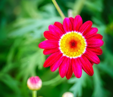 Tanacetum ‘Robinson’s Red’ - Wormkruid - margriet