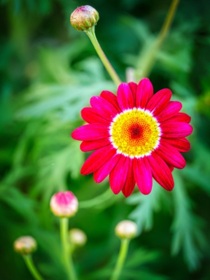 Tanacetum ‘Robinson’s Red’ - Wormkruid - margriet