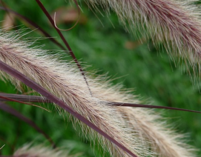 Pennisetum alopecuroides ‘Red Head’