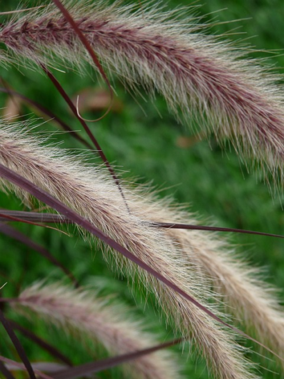 Pennisetum alopecuroides ‘Red Head’ - Lampepoetsergras