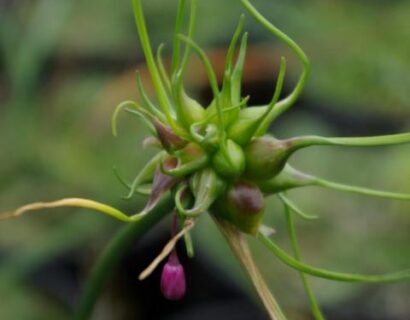 Allium ‘Carinatum’ - Berglook