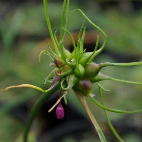 Allium ‘Carinatum’ - Berglook