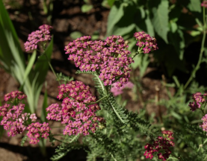 Achillea millefolium ‘Milly Rock Pink’ - Duizendblad