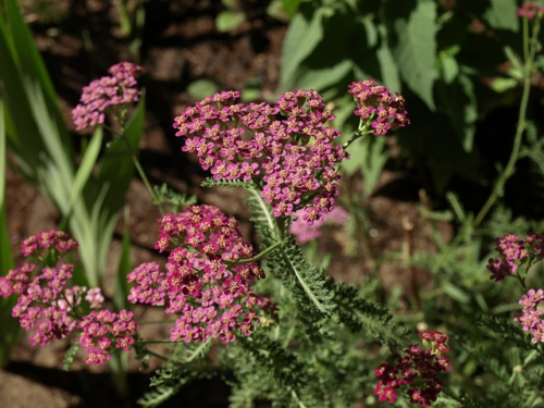 Achillea millefolium ‘Milly Rock Pink’ - Duizendblad