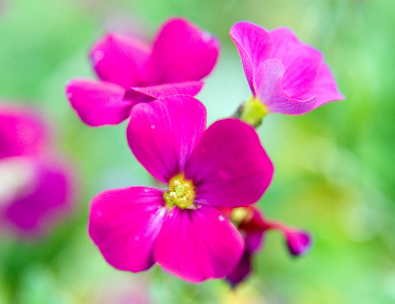 Aubrieta ‘Cascade Red’ - Randjesbloem