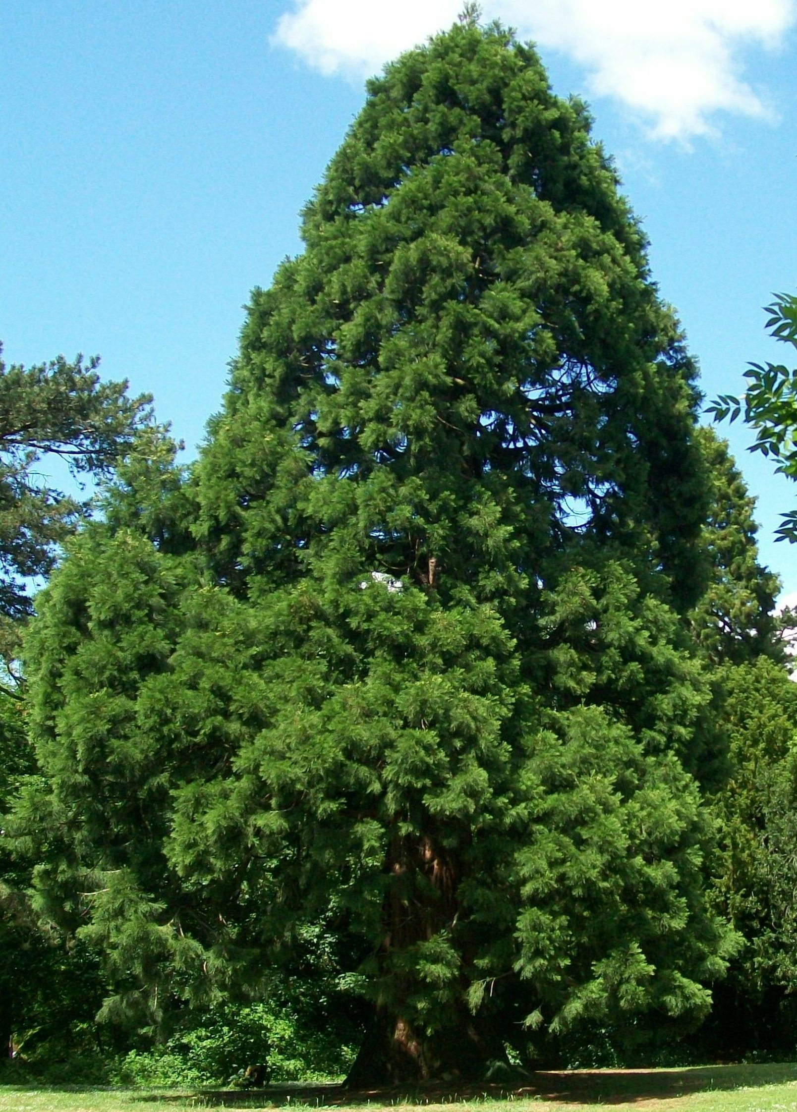 Sequoia Gigantea - Mammoetboom