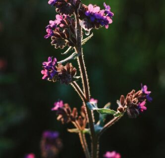 Anchusa officinalis - Gewone ossentong