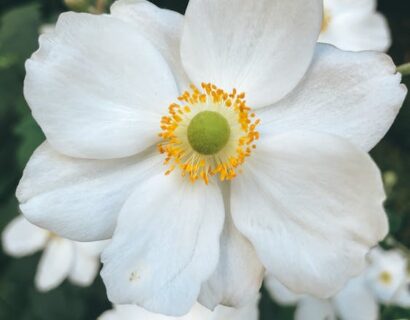 Anemone hybrida ‘Andrea Atkinson’ - Herfstanemone