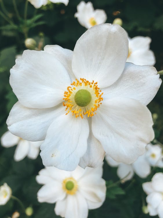 Anemone hybrida ‘Andrea Atkinson’ - Herfstanemone