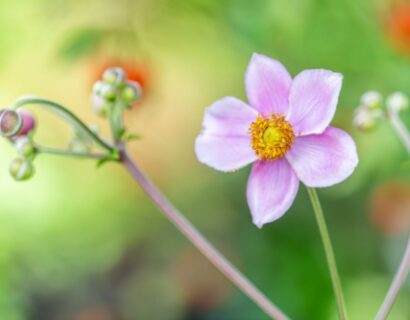 Anemone Hybrida ‘Regal Swan’ - Herfstanemoon