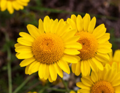 Anthemis hybrida ‘Kelwayi’ - gele kamille