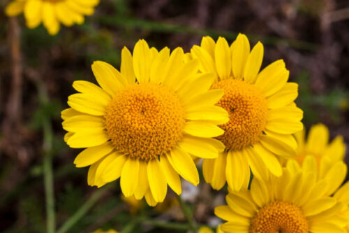 Anthemis hybrida ‘Kelwayi’ - gele kamille