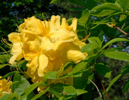 Azalea kn. ‘Luteum’ - azalea