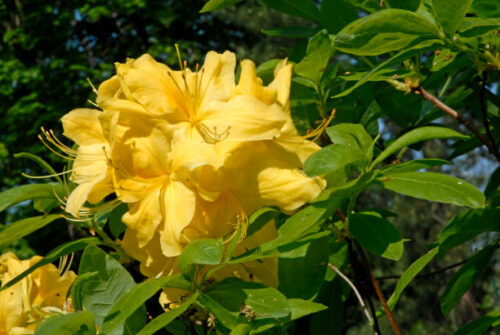 Azalea kn. ‘Luteum’ - azalea