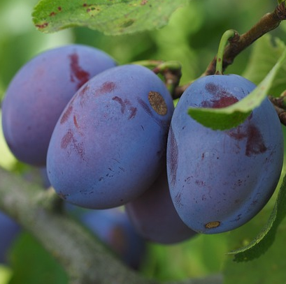 Prunus domestica Dwergpruim - Pruim