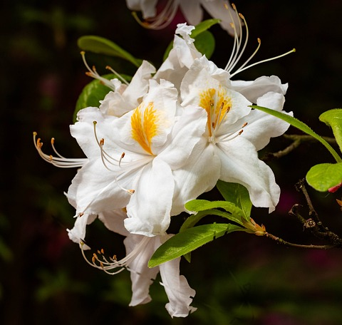 Azalea kn. Persil - azalea