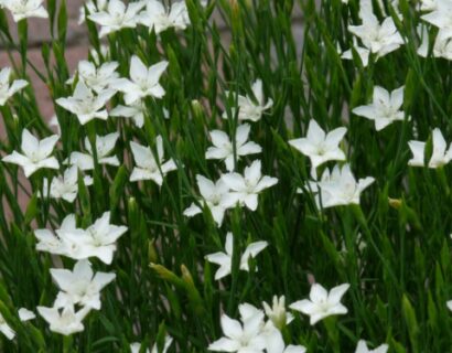 Dianthus deltoides ‘Albiflorus’ - Steenanjer