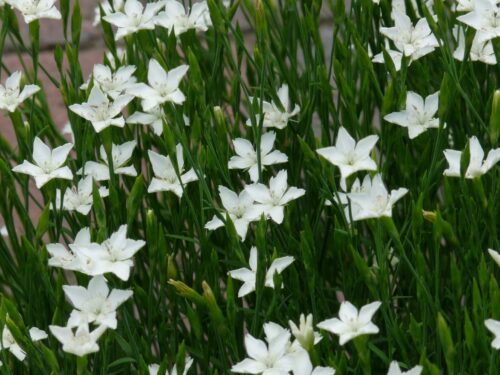 Dianthus deltoides ‘Albiflorus’ - Steenanjer