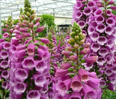 Digitalis purpurea - Vingerhoedskruid