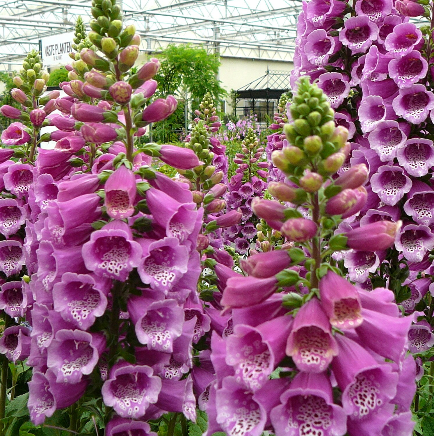 Digitalis purpurea - Vingerhoedskruid