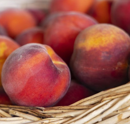 Prunus persica ‘Honey Red’ - Perzik