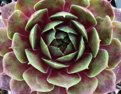 Sempervivum ‘Jubilee’ - huislook