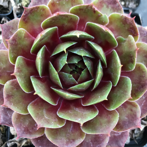 Sempervivum ‘Jubilee’ - huislook