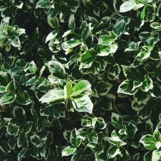 Euonymus jap. ‘Kathy’ op stam - Kardinaalsmuts