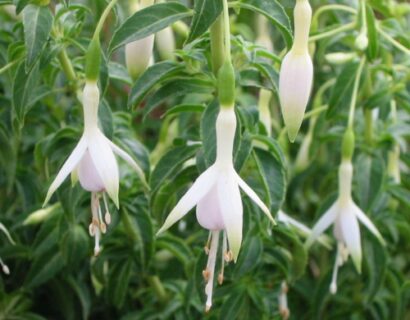 Fuchsia Magellanica var. Molinae - Bellenplant