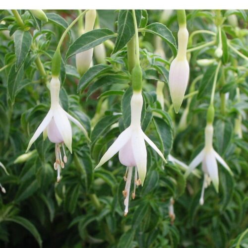 Fuchsia Magellanica var. Molinae - Bellenplant