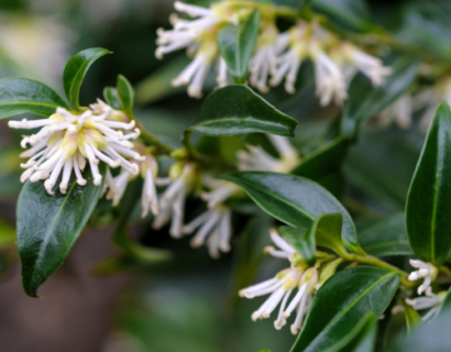 Sarcococca confusa - vleesbes, zoete buxus