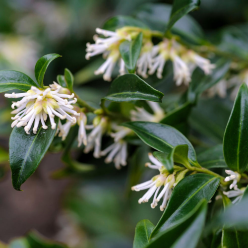 Sarcococca confusa - vleesbes, zoete buxus
